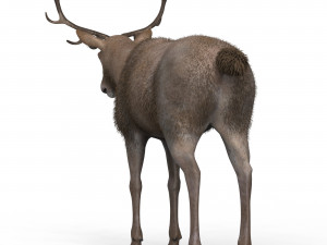 Brown Deer 3Dモデル