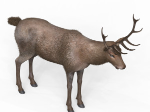 Brown Deer 3Dモデル