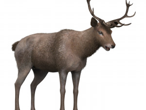 Brown Deer 3Dモデル