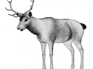 Brown Deer 3Dモデル