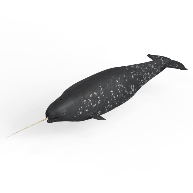Narwhal Fish 3Dモデル .c4d .max .obj .3ds .fbx .stl .blend 