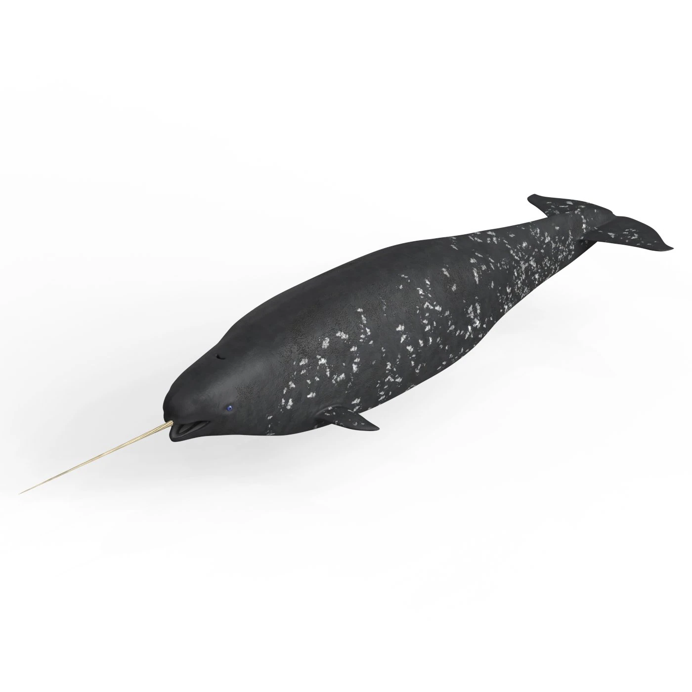 Narwhal Fish 3D Model .c4d .max .obj .3ds .fbx .stl .blend 