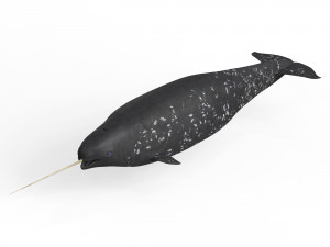 Narwhal Fish 3D Model