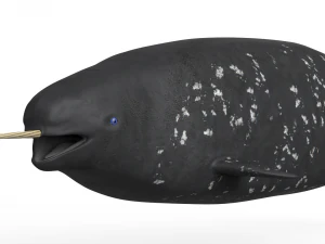 Narwhal Fish 3D Model