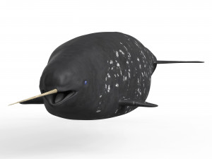 Narwhal Fish 3Dモデル