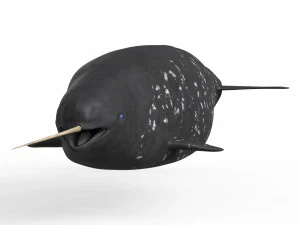 Narwhal Fish 3D Model