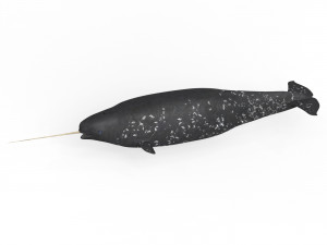 Narwhal Fish 3Dモデル