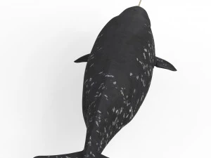 Narwhal Fish 3D Model
