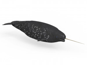 Narwhal Fish 3Dモデル