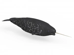 Narwhal Fish 3D Model