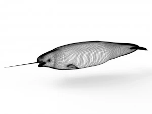 Narwhal Fish 3D Model
