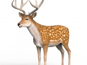 Fotorealistische herten 3D Model