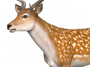 Photorealistic Deer 3D Model