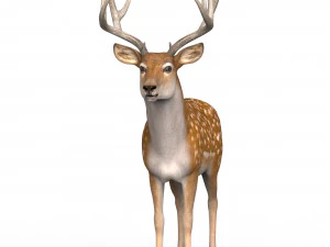 Photorealistic Deer 3D Model