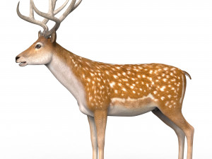 Photorealistic Deer Modello 3D