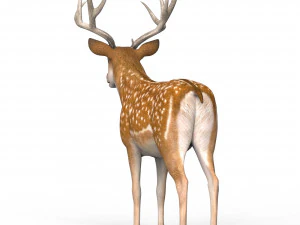 Photorealistic Deer 3D Model