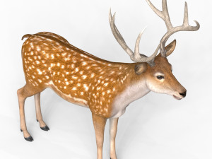 Photorealistic Deer Modello 3D