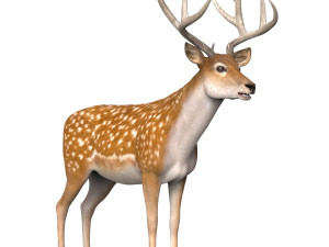 Photorealistic Deer Modello 3D