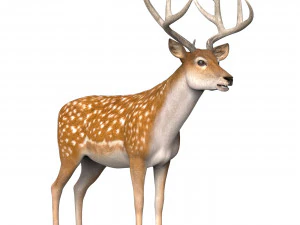 Photorealistic Deer 3D Model