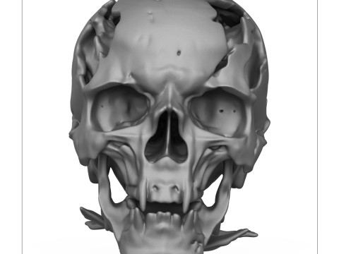 Human Skull 3D Print Model 3D Print Model