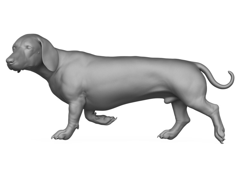 Dachshund Dog 3D Print Model 3D Druckmodell .c4d .max .obj .3ds .fbx .stl .blend 