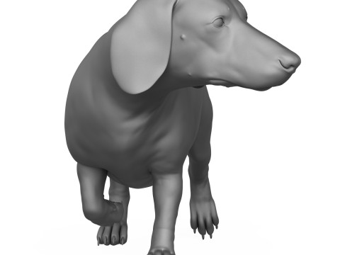 Dachshund Dog 3D Print Model 3D Druckmodell