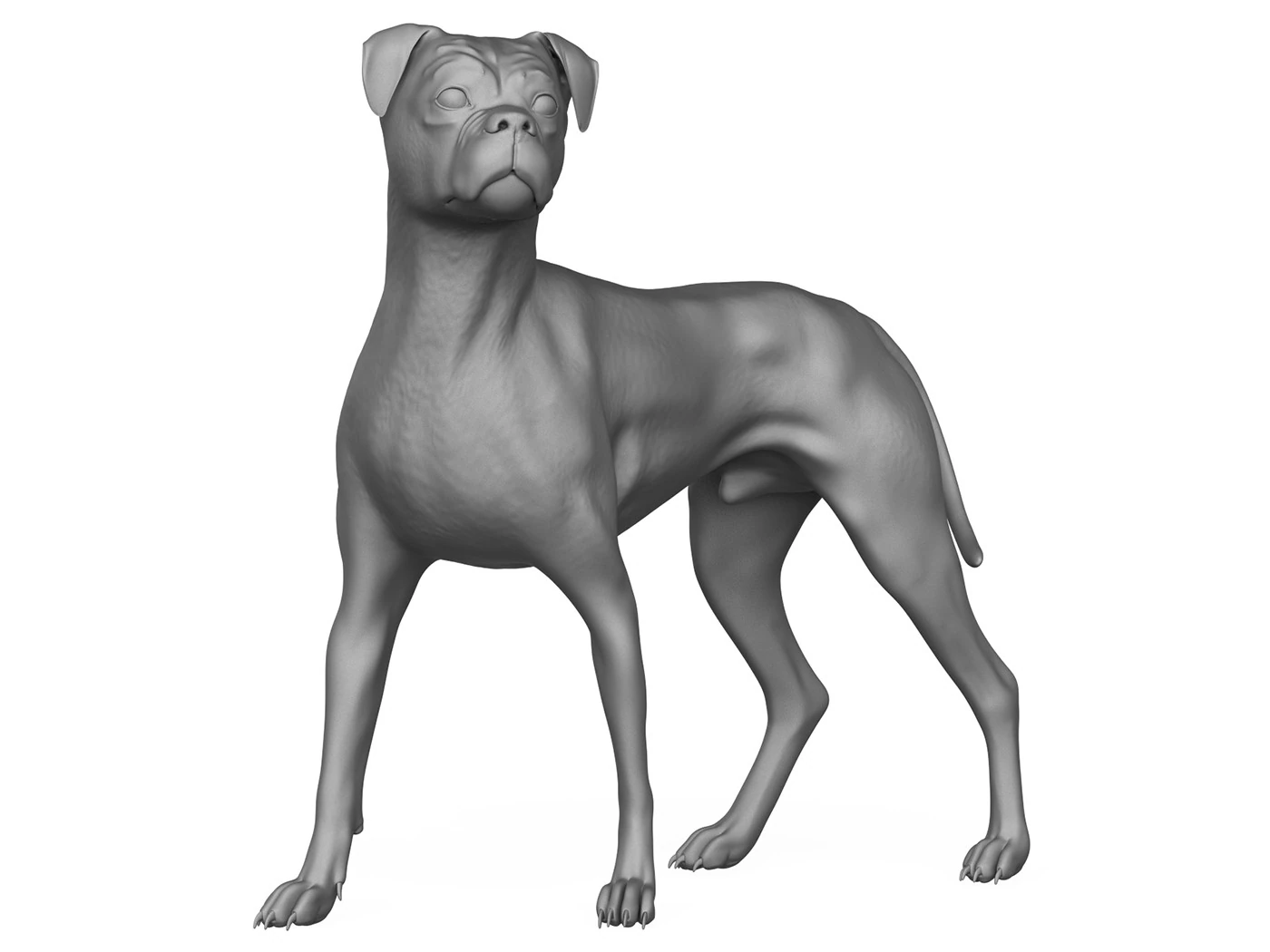 Boxer Dog Alert Pose 3D Print Model 3D Print Model .c4d .max .obj .3ds .fbx .stl .blend