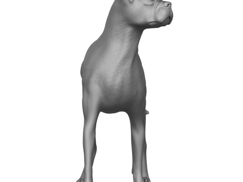 Boxer Dog Alert Pose 3D Print Model Model do druku 3D