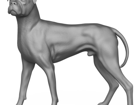 Boxer Dog Alert Pose 3D Print Model Model do druku 3D