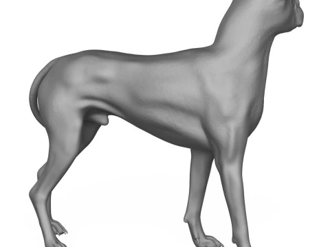 Boxer Dog Alert Pose 3D Print Model 3D Print Model