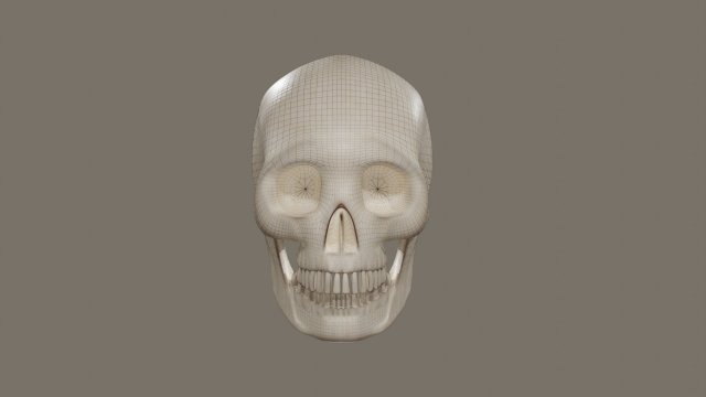 Skull 3D Model .c4d .max .obj .3ds .fbx .stl .blend 