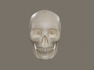 Skull 3Dモデル