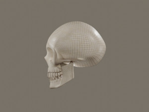 Skull 3D Model