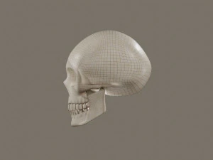Skull 3D Model
