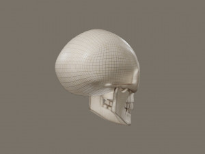 Skull 3D Model