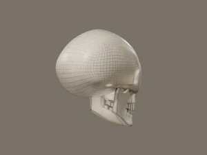 Skull 3D Model