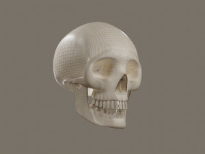 Skull 3D Model