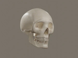 Skull 3D Model