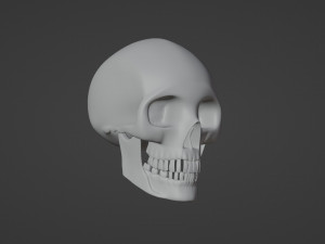 Skull 3D Model