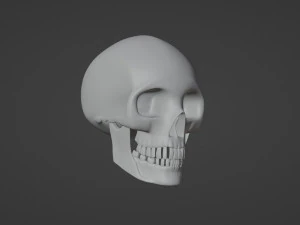 Skull 3D Model