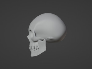 Skull 3D Model
