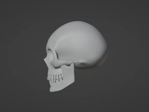 Skull 3D Model