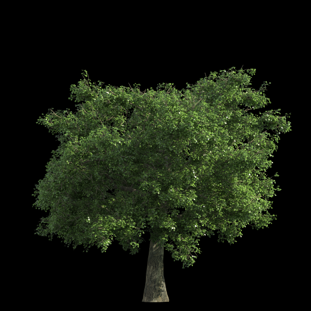 Walnut wood CG Textures .c4d .max .obj .3ds .fbx .stl .blend 