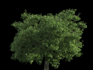 Walnut wood CG Textures