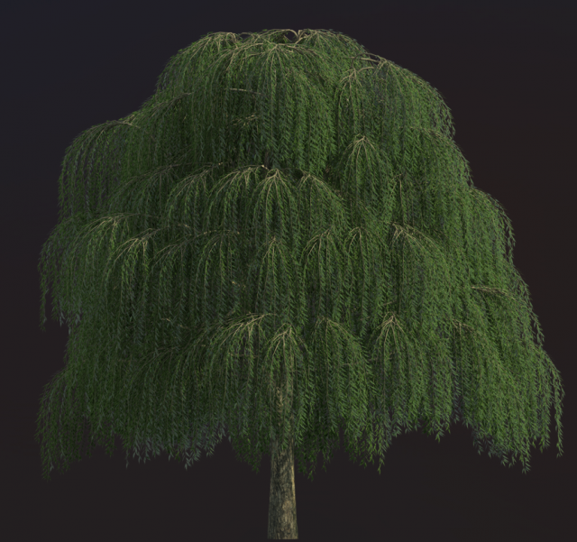 Willow tree Tekstur CG .c4d .max .obj .3ds .fbx .stl .blend 