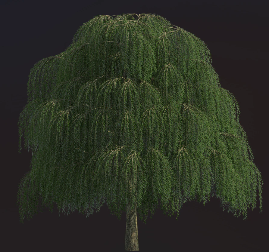 Willow tree CG Textures .c4d .max .obj .3ds .fbx .stl .blend 