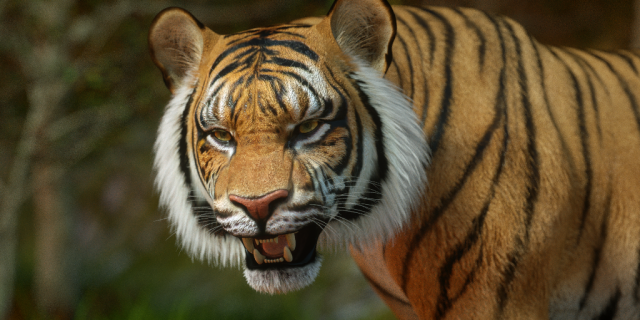 Bengal Tiger Modelo 3D .c4d .max .obj .3ds .fbx .stl .blend 