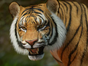 Бенгальський тигр 3D Модель