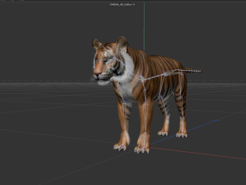 Bengal Tiger Modelo 3D