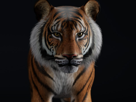 Bengal Tiger Modelo 3D